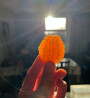 Sunlit Orange Segments